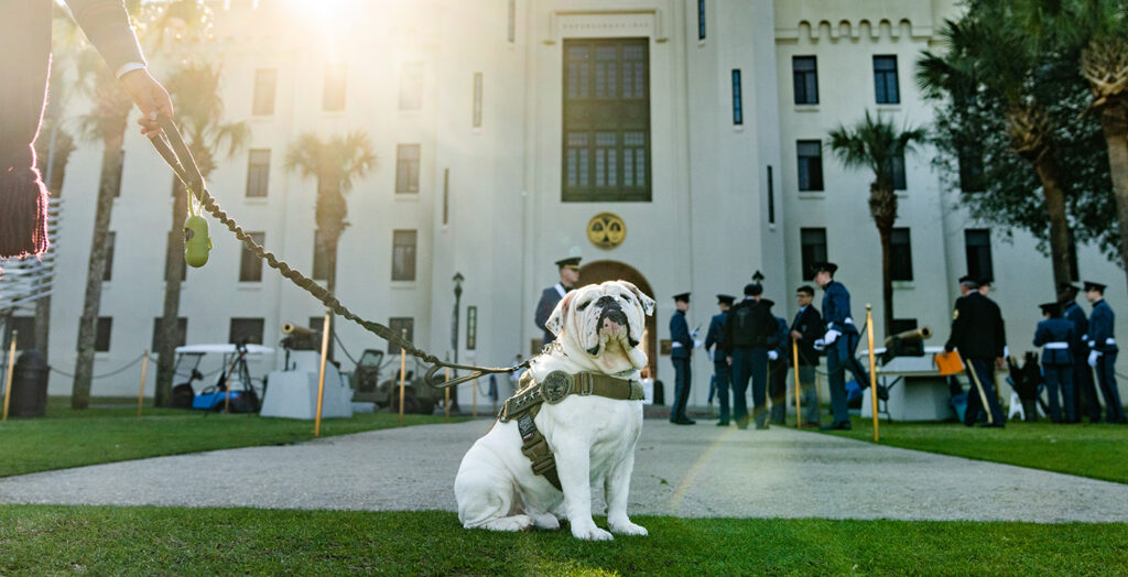 A Bulldog at The Citadel