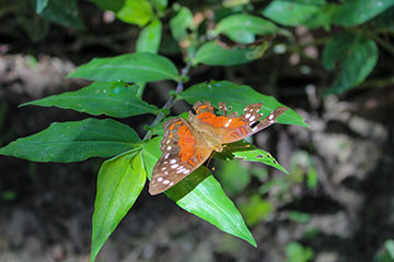 Photograph of butterfly on leaf.