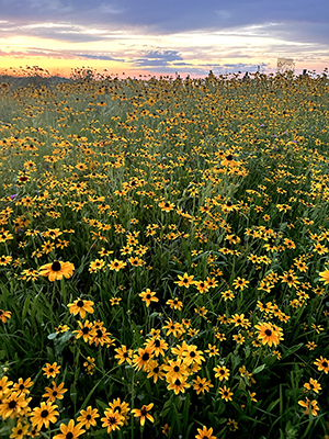 Photograph of Field of Sunflowers