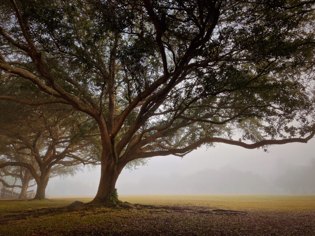 Foggy Day by Celeste Montero