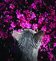 Photograph of cat looking at pink flowers.