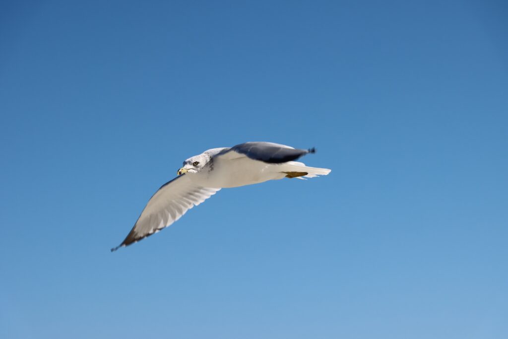 Gull in Flight 