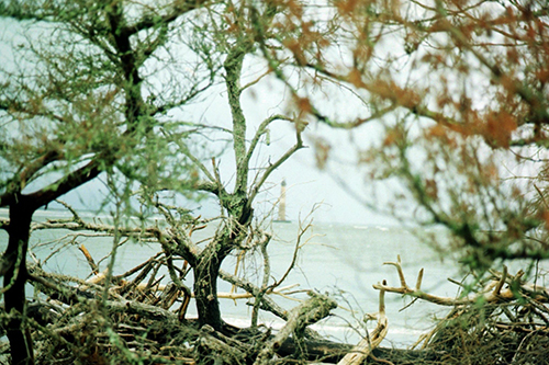 Photograph of a lighthouse taken from a distance among trees
