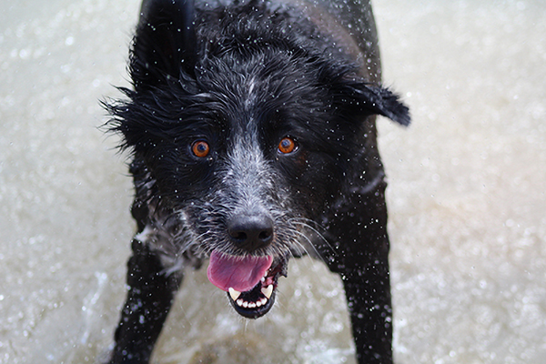 A photograph of a black dog splashing in water