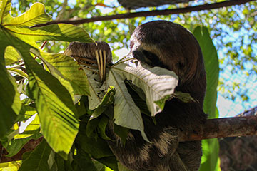 Photograph of sloth enjoying a leaf.