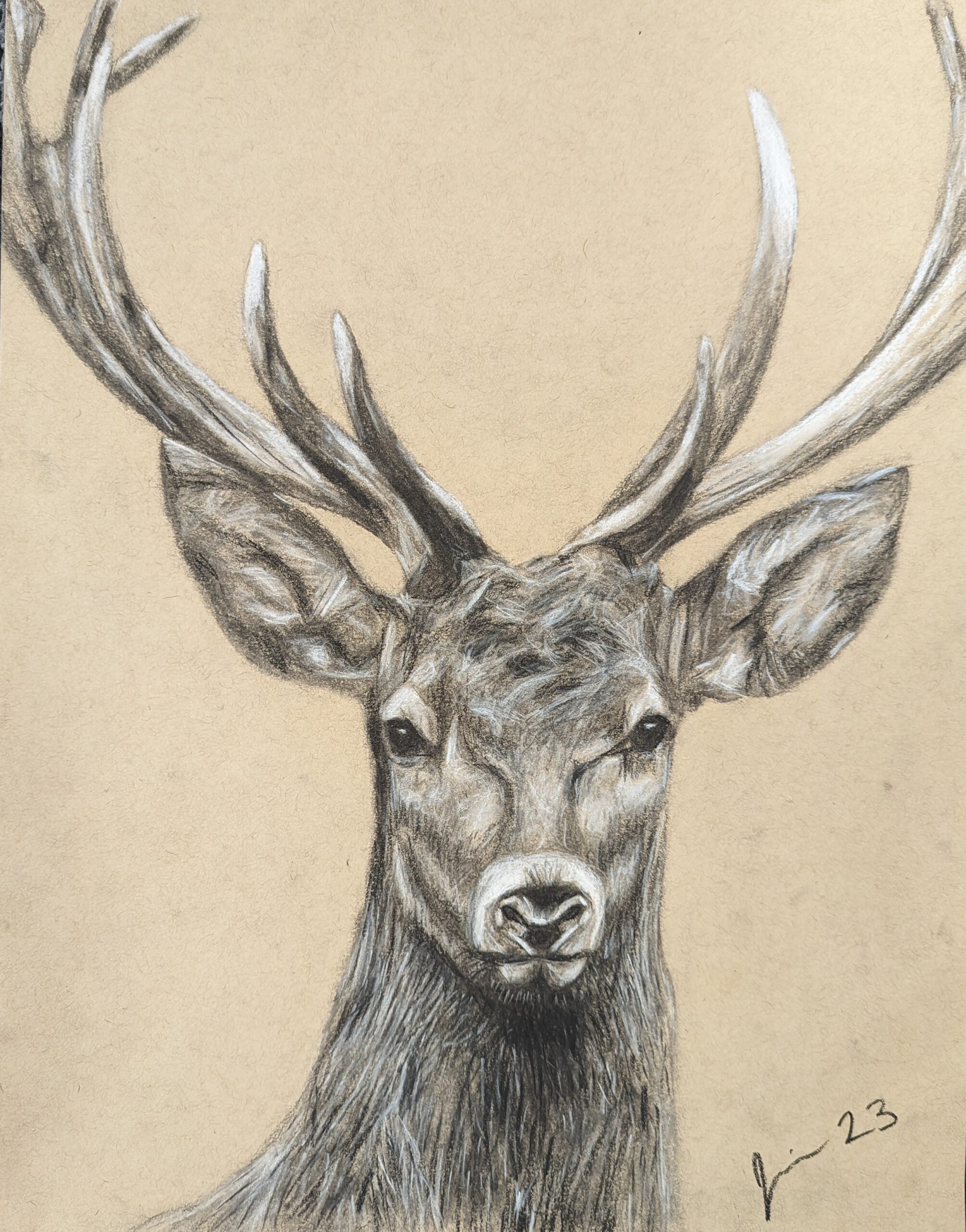 A drawing of a male deer on brown paper.