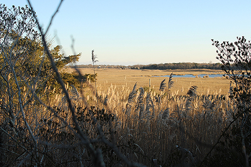 Photograph of a marsh