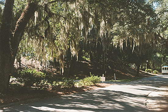Photograph of trees with the sun shining through
