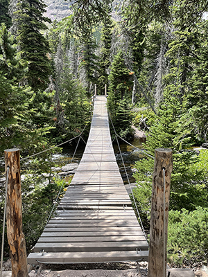 A rope bridge in a forest