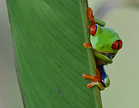 Photo of red-eyed tree frog.