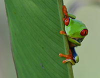 Photo of red-eyed tree frog.