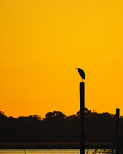 Photograph of heron atop a log overlooking water.