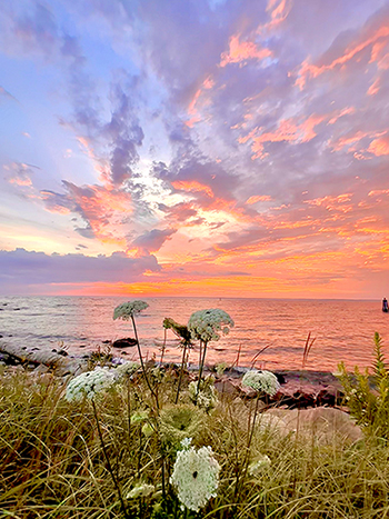 Flowers in front of a sunset