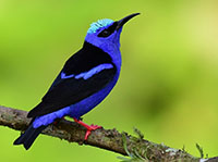 Photo of red-legged honey creeper.