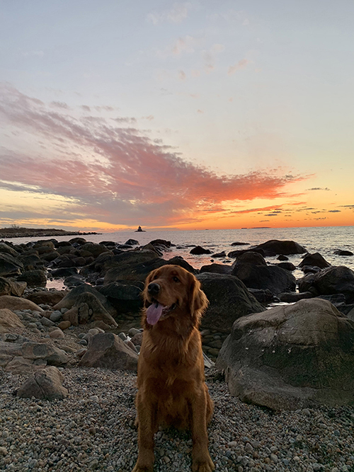 Photograph of a golden retriever sitting on the edge of a beach in front of the sunset