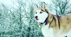 Photograph of Eskimo dog in the winter in the woods.