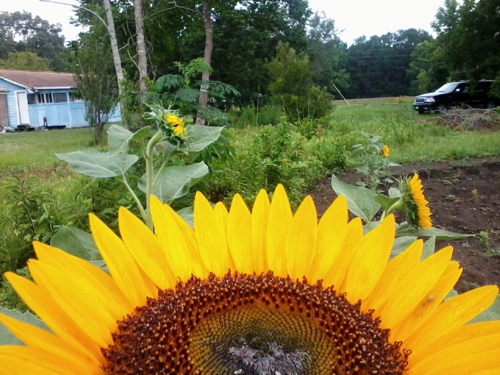 Large yellow sunflower blooming in a garden with additional sunflowers and vegetation in the background.