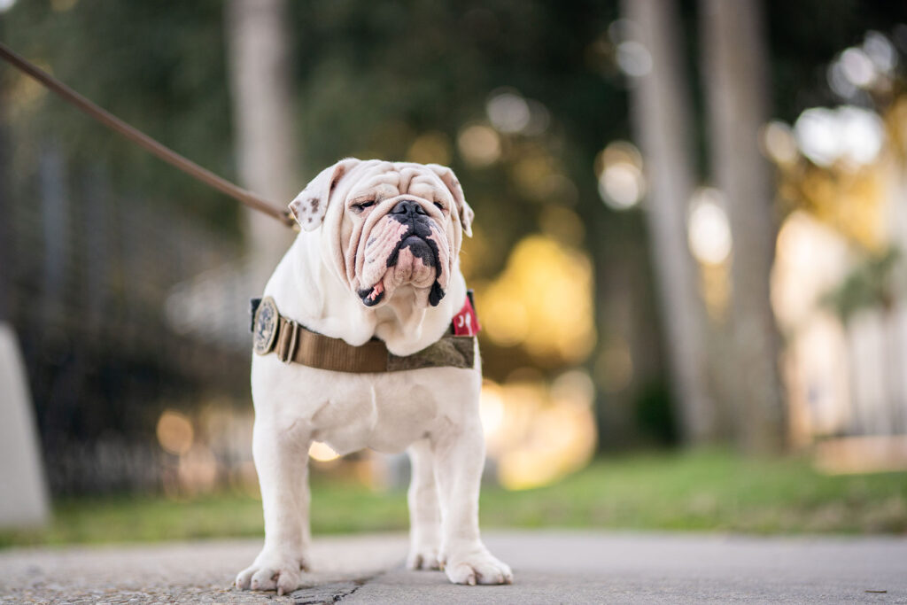 White bulldog wearing a harness while standing outdoors on a leash.