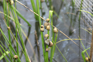 Salt marsh snails clustered on green marsh grass stems above the water.